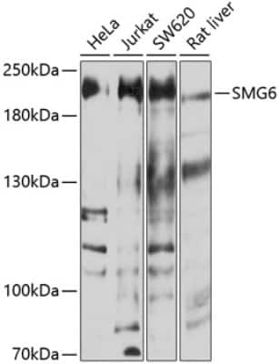 Western Blot: SMG6 AntibodyBSA Free [NBP2-93217]