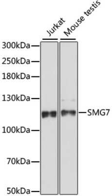 Western Blot: SMG7 AntibodyAzide and BSA Free [NBP2-94721]