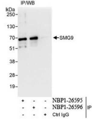 Immunoprecipitation: SMG9 Antibody [NBP1-26595]
