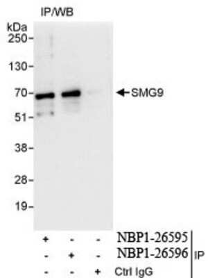 Immunoprecipitation: SMG9 Antibody [NBP1-26596]