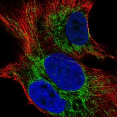 Immunocytochemistry/ Immunofluorescence: SMIM12 Antibody [NBP2-38066]