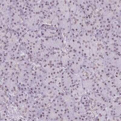 Immunohistochemistry-Paraffin: SMIM12 Antibody [NBP2-38066]