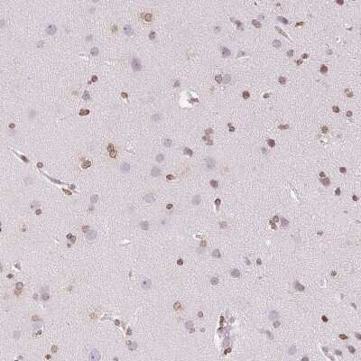 Immunohistochemistry-Paraffin: SMIM12 Antibody [NBP2-38066]