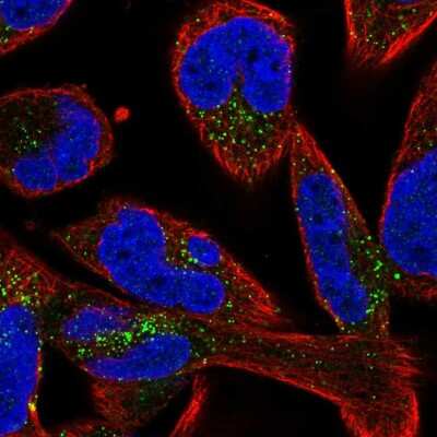 Immunocytochemistry/ Immunofluorescence: SMIM17 Antibody [NBP2-57866]