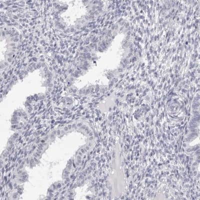 Immunohistochemistry-Paraffin: SMIM2 Antibody [NBP2-47269]