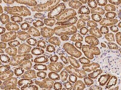 Immunohistochemistry-Paraffin: SMIM20 Antibody [NBP3-12670]