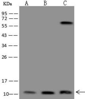 Western Blot: SMIM20 Antibody [NBP3-12670]