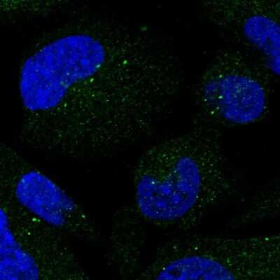 Immunocytochemistry/ Immunofluorescence: SMIM3 Antibody [NBP2-57947]