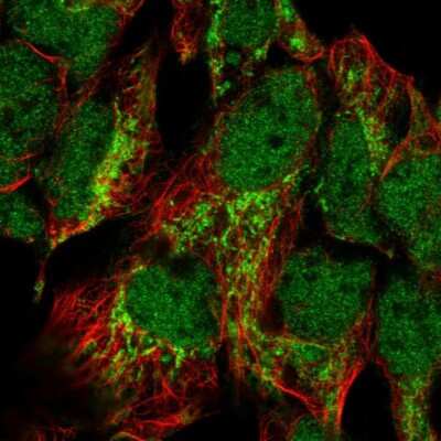 Immunocytochemistry/ Immunofluorescence: SMIM4 Antibody [NBP2-14616]