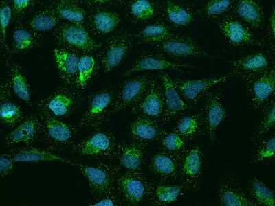 Immunocytochemistry/ Immunofluorescence: SMIM4 Antibody [NBP2-98129]