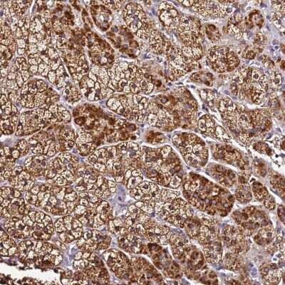 Immunohistochemistry-Paraffin: SMIM4 Antibody [NBP2-14616]