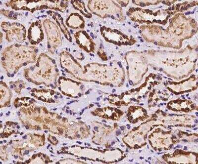 Immunohistochemistry-Paraffin: SMIM4 Antibody [NBP2-98129]