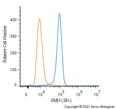 Flow Cytometry: SMN Antibody (2B1) - Azide and BSA Free [NBP2-80955]