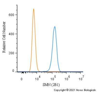 Flow Cytometry: SMN Antibody (2B1) - Azide and BSA Free [NBP2-80955]
