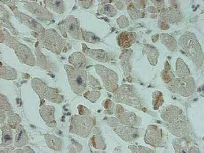 Immunohistochemistry-Paraffin: SMN2 Antibody (2B11-2A9) [H00006607-M01]