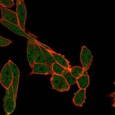 Immunocytochemistry/ Immunofluorescence: SMNDC1 Antibody (PCRP-SMNDC1-1A9) - Azide and BSA Free [NBP3-08232]