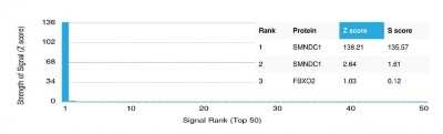 Protein Array: SMNDC1 Antibody (PCRP-SMNDC1-1A9) [NBP3-07233]