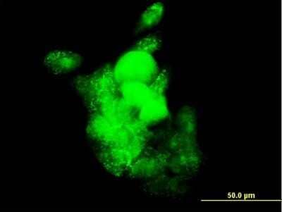 Immunocytochemistry/ Immunofluorescence: SMOC-1 Antibody (8F10) [H00064093-M03]