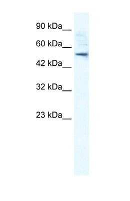 Western Blot: SMPDL3B Antibody [NBP1-57912]