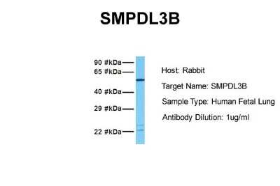 Western Blot: SMPDL3B Antibody [NBP1-57912]