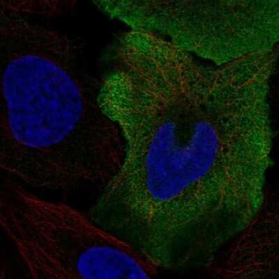 Immunocytochemistry/ Immunofluorescence: SMPX Antibody [NBP2-69036]