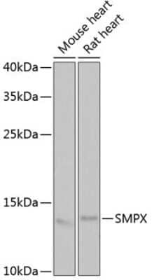 Western Blot: SMPX AntibodyBSA Free [NBP2-94909]