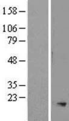 Western Blot: SMR3A Overexpression Lysate [NBL1-16254]