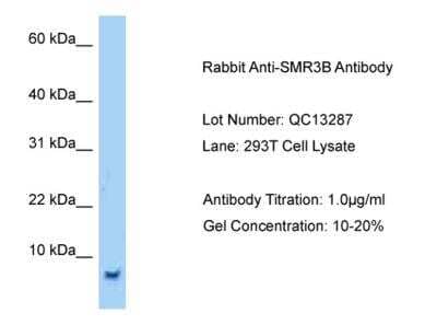 Western Blot: SMR3B Antibody [NBP2-84270]