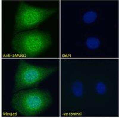 Immunocytochemistry/ Immunofluorescence: SMUG1 Antibody [NB100-1414]