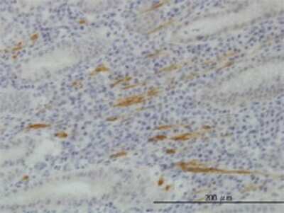 Immunohistochemistry-Paraffin: SMURF1 Antibody (1D7) [H00057154-M01]