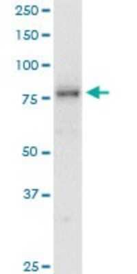 Western Blot: SMURF1 Antibody (1D7) [H00057154-M01]