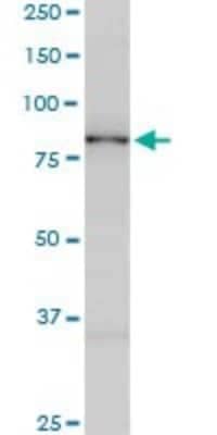 Western Blot: SMURF1 Antibody (1D7) [H00057154-M01]