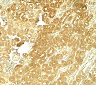 Immunohistochemistry-Paraffin: SMURF1 Antibody - BSA Free [NBP2-41297]