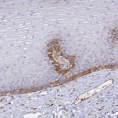 Immunohistochemistry-Paraffin: SMURF1 Antibody [NBP2-58156]