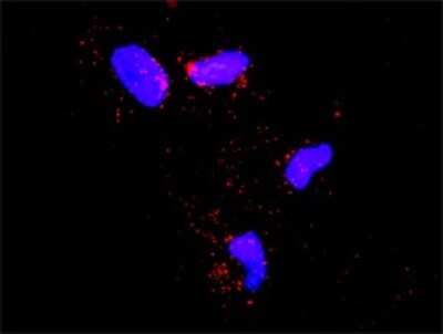 Proximity Ligation Assay: SMURF1 Antibody [H00057154-D01P]