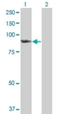 Western Blot: SMURF1 Antibody [H00057154-D01P]