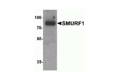 Western Blot: SMURF1 AntibodyBSA Free [NBP2-41297]