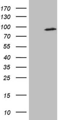 Western Blot: SMURF2 Antibody (OTI3E4) [NBP2-45890]