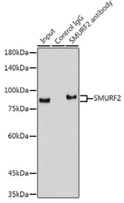 Immunoprecipitation: SMURF2 Antibody (8O7F0) [NBP3-16105]