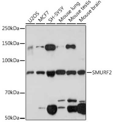 Western Blot: SMURF2 Antibody (8O7F0) [NBP3-16105]