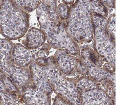 Immunohistochemistry-Paraffin: SMURF2 Antibody [NBP2-57554]
