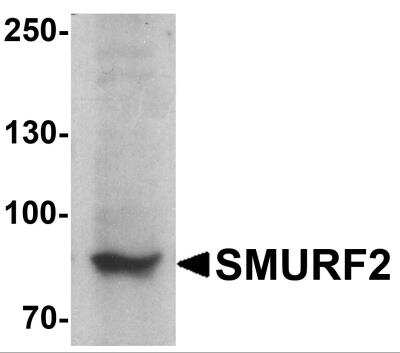 Western Blot: SMURF2 AntibodyBSA Free [NBP2-81916]