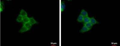 Immunocytochemistry/ Immunofluorescence: SMYD3 Antibody [NBP2-20430]