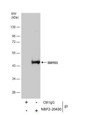Immunoprecipitation: SMYD3 Antibody [NBP2-20430]