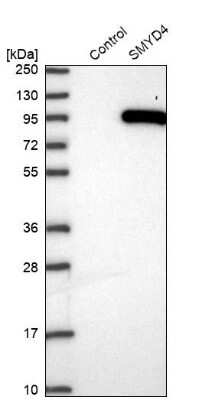 Western Blot: SMYD4 Antibody [NBP1-81356]