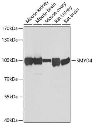 Western Blot: SMYD4 AntibodyBSA Free [NBP2-93044]