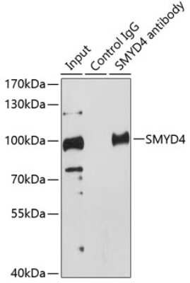 Western Blot: SMYD4 AntibodyAzide and BSA Free [NBP3-04603]