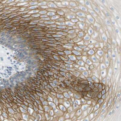 Immunohistochemistry-Paraffin: SMYD5 Antibody [NBP2-47268]