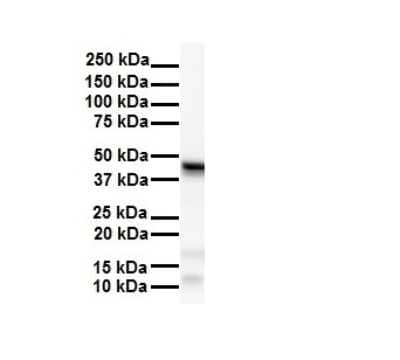 Western Blot: SMYD5 Antibody [NBP2-88318]