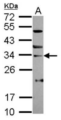 Western Blot: SNAI3 Antibody [NBP2-20433]